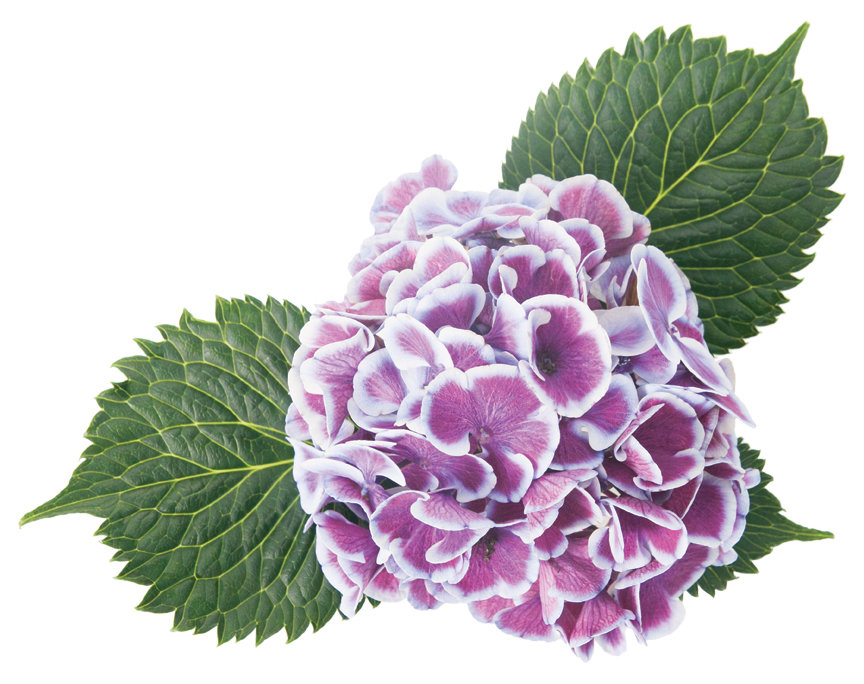 Cityline® Mars - Bigleaf hydrangea - Hydrangea macrophylla