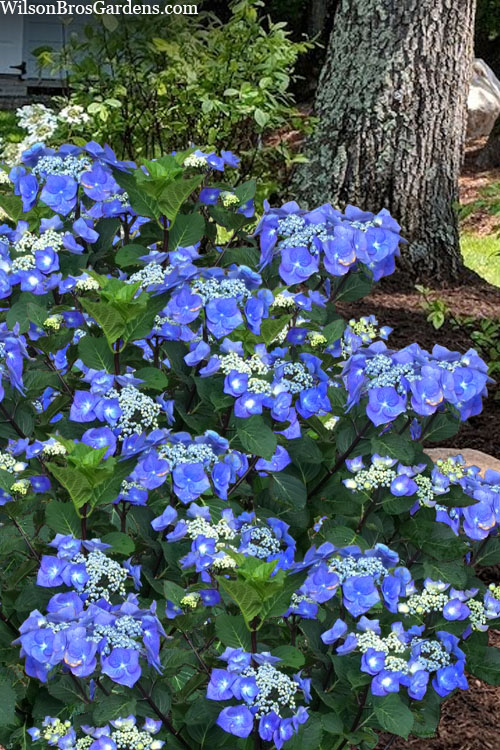 hydrangea-macrophylla-zorro-7.jpg